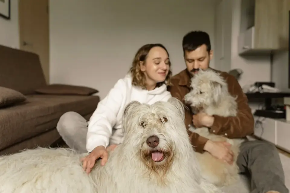 Dog with an owner at home