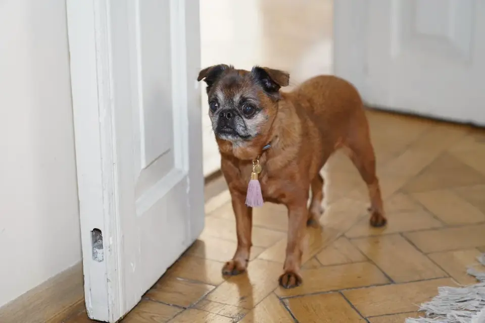 Dog with an owner at home