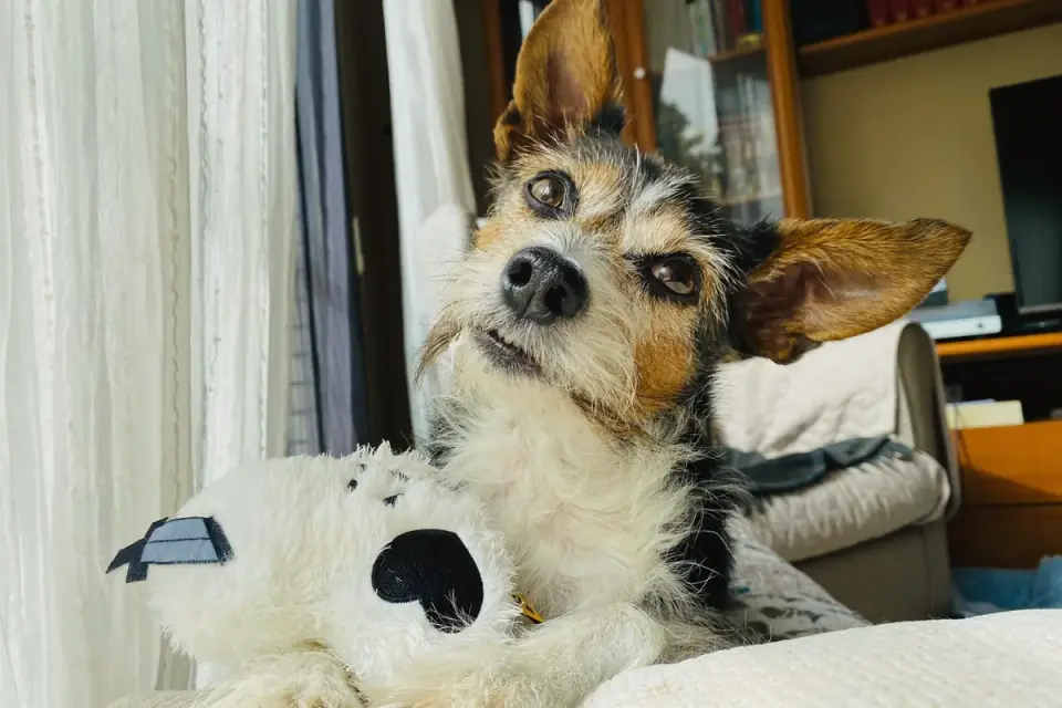 Dog with an owner at home
