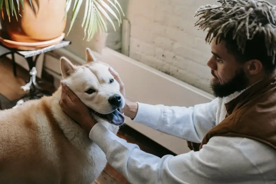 Dog with an owner at home
