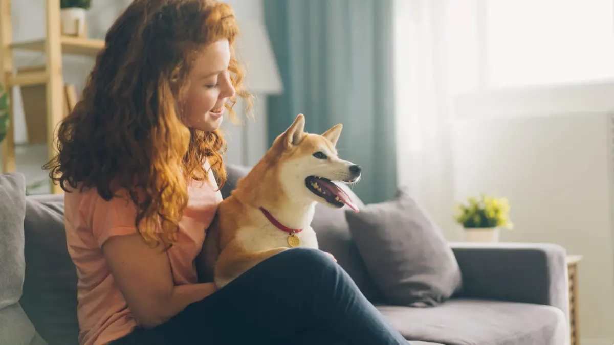 Dog with an owner at home