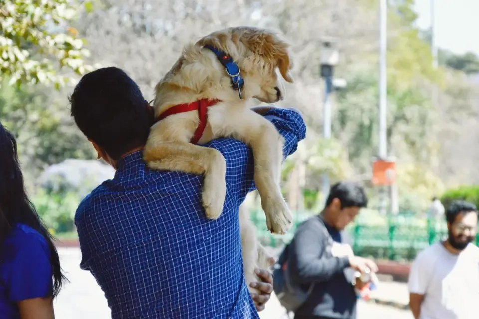 Dog with an owner at home