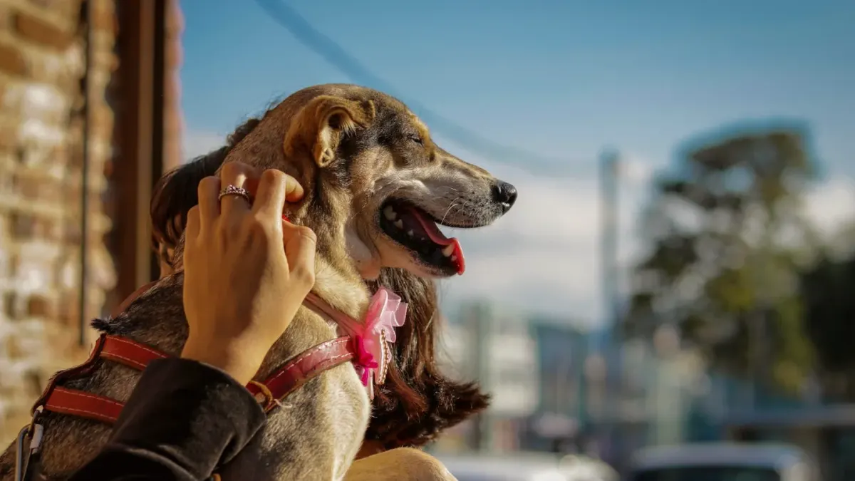 Dog with an owner at home