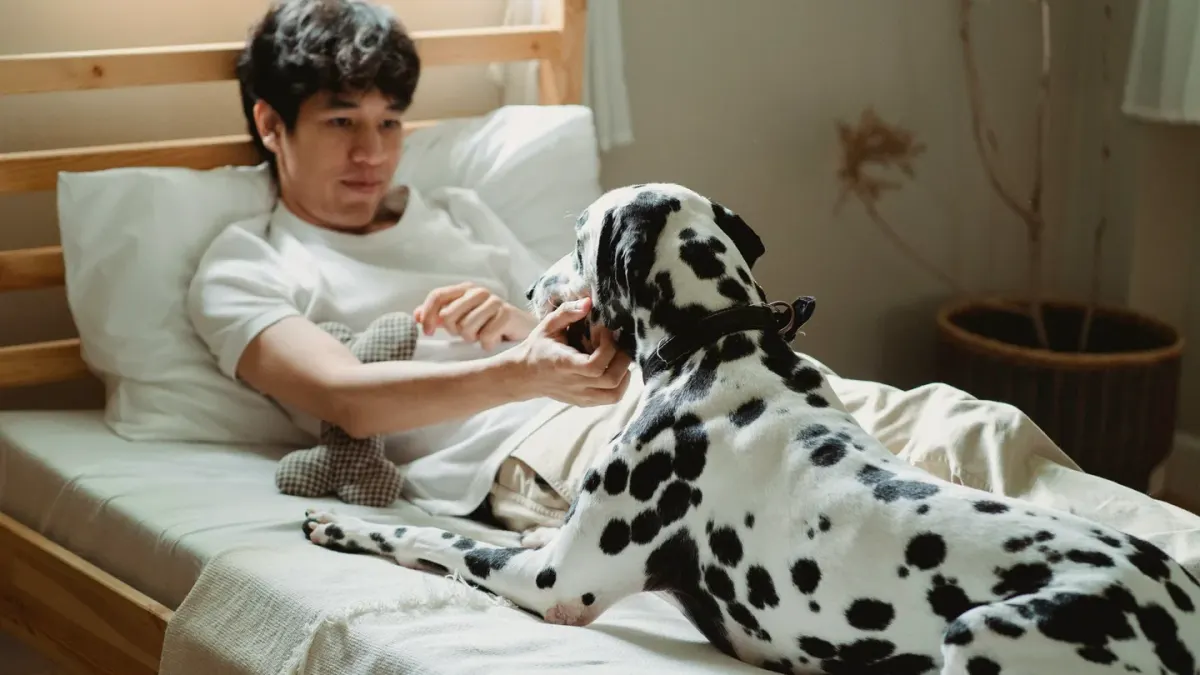 Dog with an owner at home
